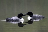 Loons on a lake in Saskatchewan, Canada. Credit: Kanuski.